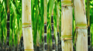 Sugar Cane & Processing